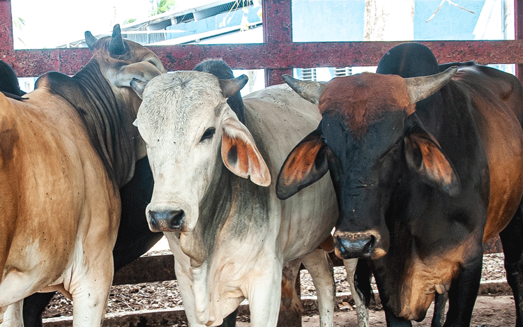 En el Matadero Empacadora Macún se sacrifican 8000 animales cada año y se procesan unas 1200 toneladas de carne en pie.