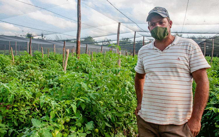 En apenas cuatro meses, Yankiel Vázquez de la Cruz convirtió un área de maleza en un terreno productivo que permite diversificar las producciones de la empresa. En apenas cuatro meses, Yankiel Vázquez de la Cruz convirtió un área de maleza en un terreno productivo que permite diversificar las producciones de la empresa.