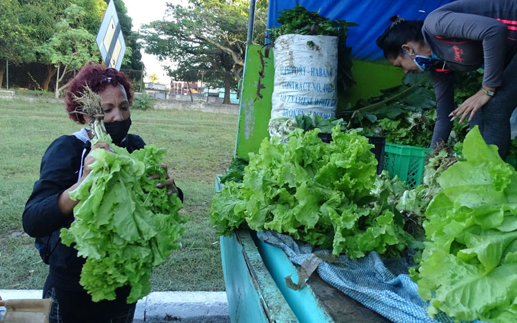 Hortalizas de hojas, como la lechuga, no faltaron en la Feria. (Foto: Carlos Rodríguez Torres) Hortalizas de hojas, como la lechuga, no faltaron en la Feria. (Foto: Carlos Rodríguez Torres)