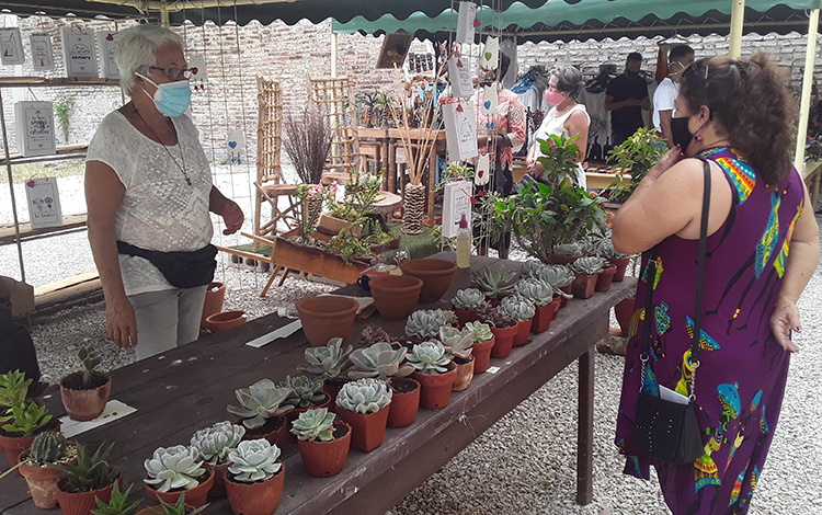 Venta de plantas ornamentales. Venta de plantas ornamentales.