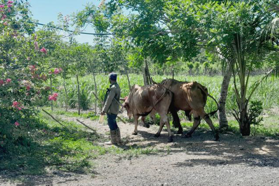Campesino con reses