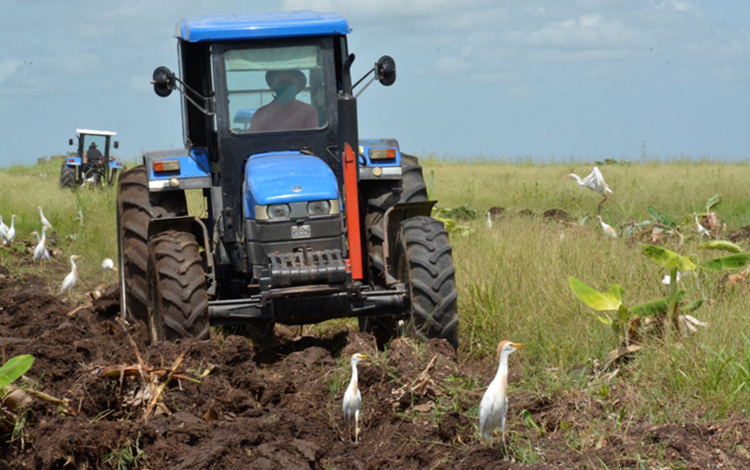 Labores agrícolas en Villa Clara. Labores agrícolas en Villa Clara.