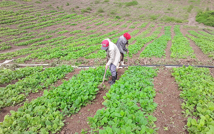 Cultivo de tabaco en Manicaragua, Cuba.