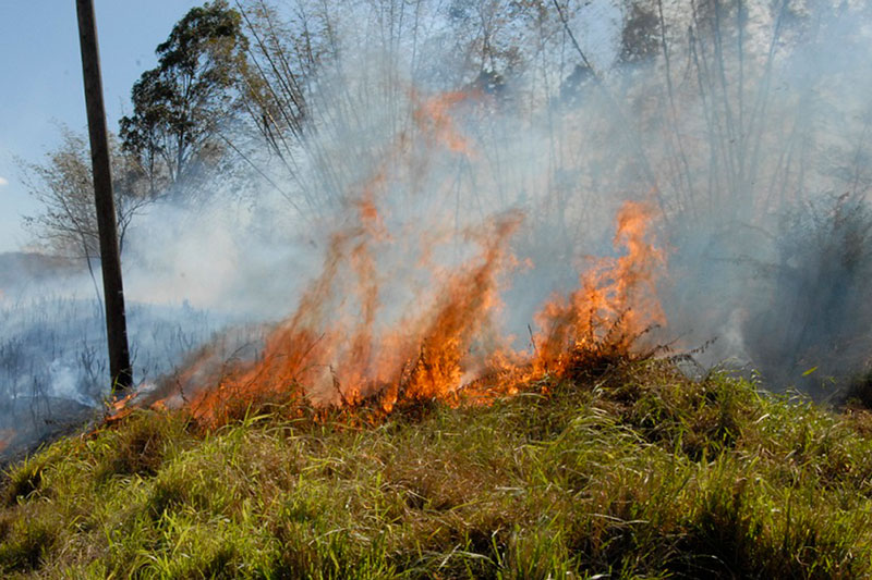 Incendio forestal.