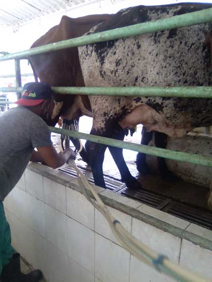Vaquería Niña Bonita, en Santa Clara. Vaquería Niña Bonita, en Santa Clara.