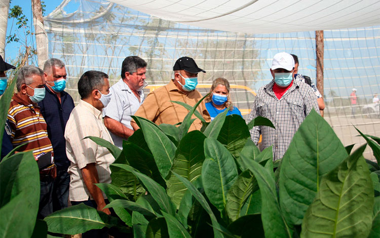 Vice primer ministro visita cultivo de tabaco tapado de Orelvis Peñate Mesa, en Placetas.