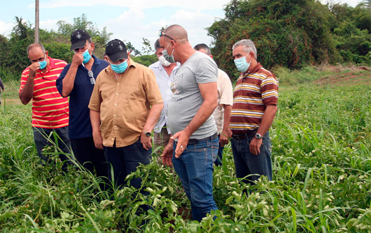 Geordany Diaz, primer campesino villaclareño que cultiva papa con semillas de importación.