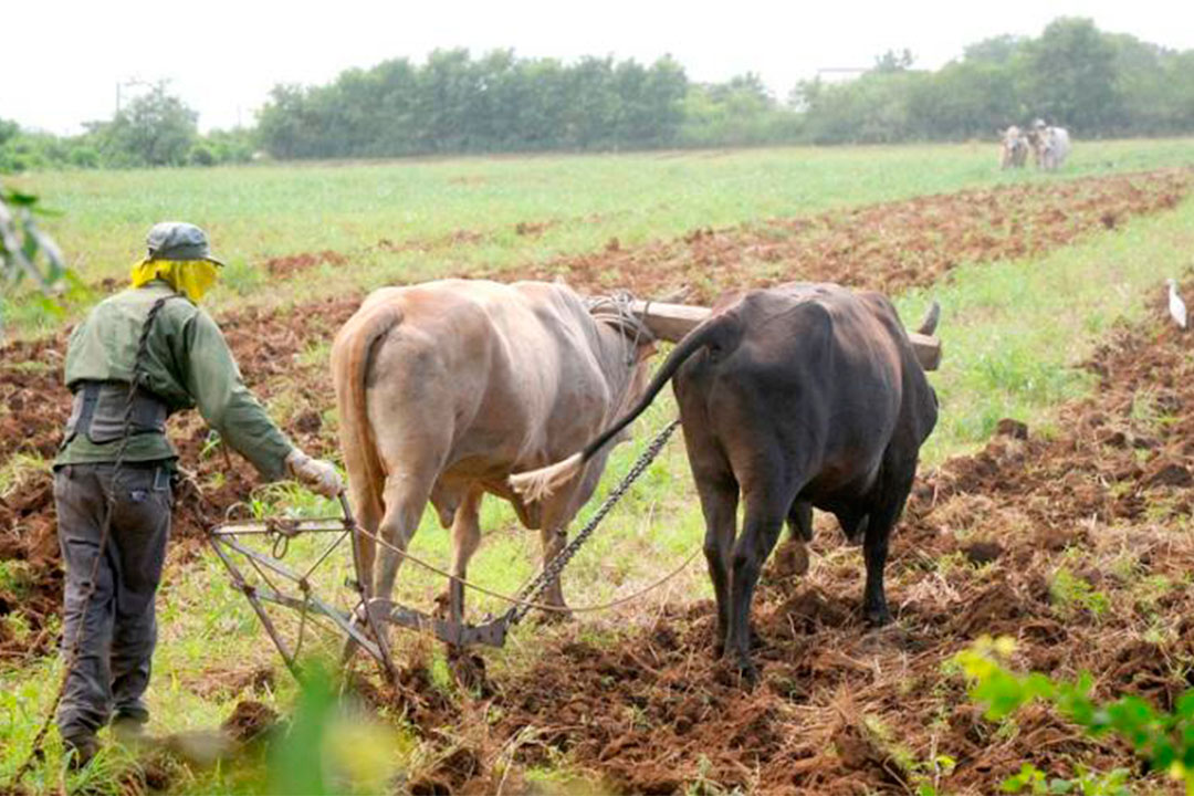 Campesino preparando tierra con bueyes.