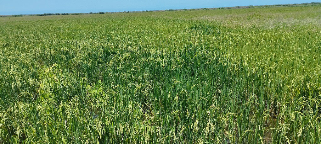 Plantación de arroz.
