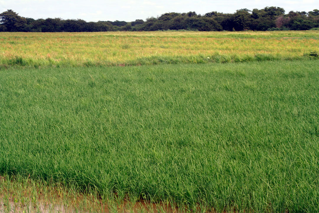 Siembra de arroz en Encrucijada, Villa Clara.
