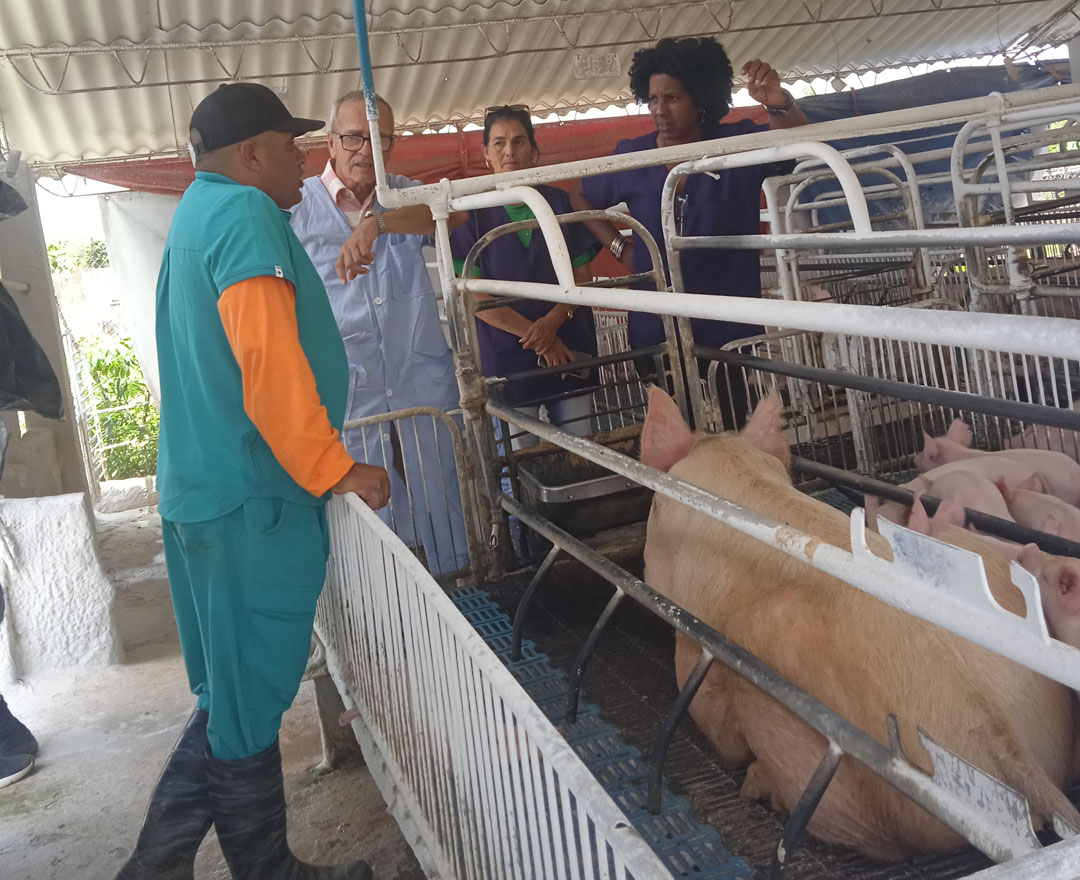 En la UEB Multiplicadora El negrito, el funcionario presenció la cría de ganado porcino. Lo acompañó la viceintendente, Olivia Benavides Martínez.
