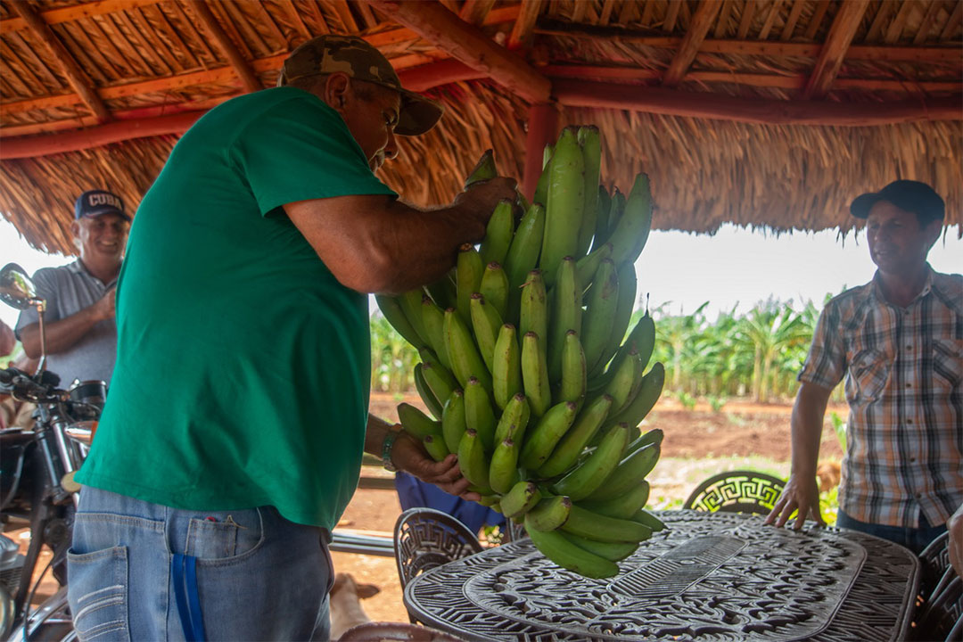 Producción de plátano en la finca Margarita, en Lutgrdita.