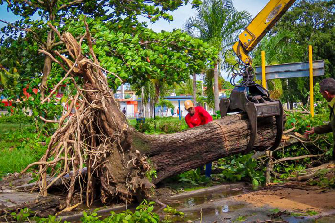 Hombre cortando árbol derribado por el huracán Melissa