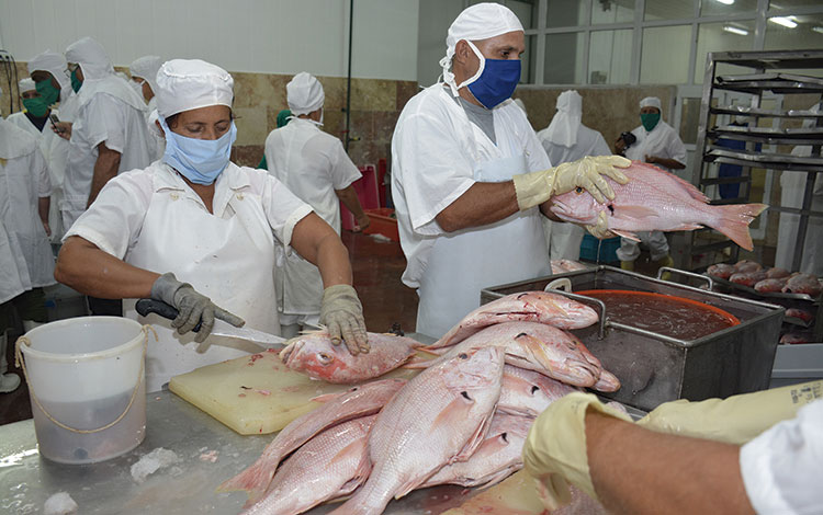 Proceso de preparación de pescado fresco en la UEB Villa Mar.