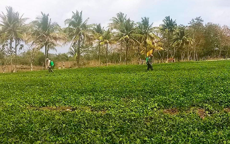 írea de cultivo de la Empresa Geominera del Centro. írea de cultivo de la Empresa Geominera del Centro.