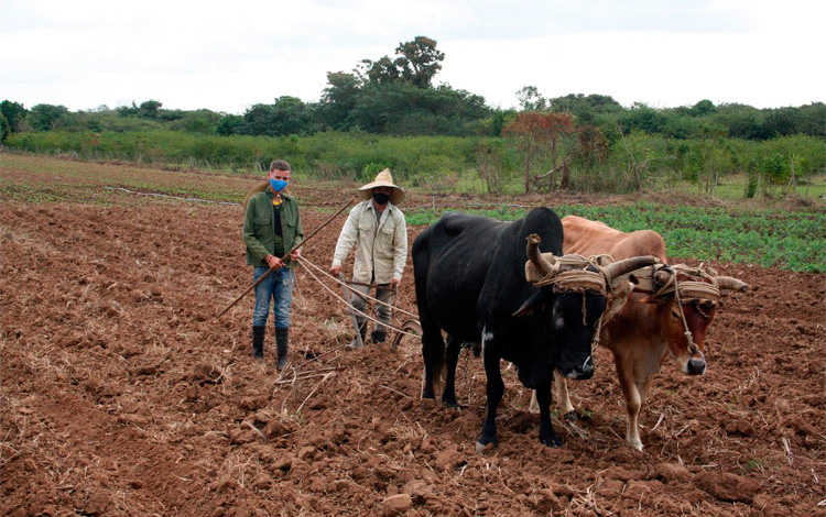 Empleo de bueyes en labores agrícolas en Villa Clara, Cuba.