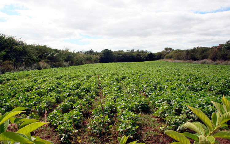 Cultivo de granos en Villa Clara, Cuba.
