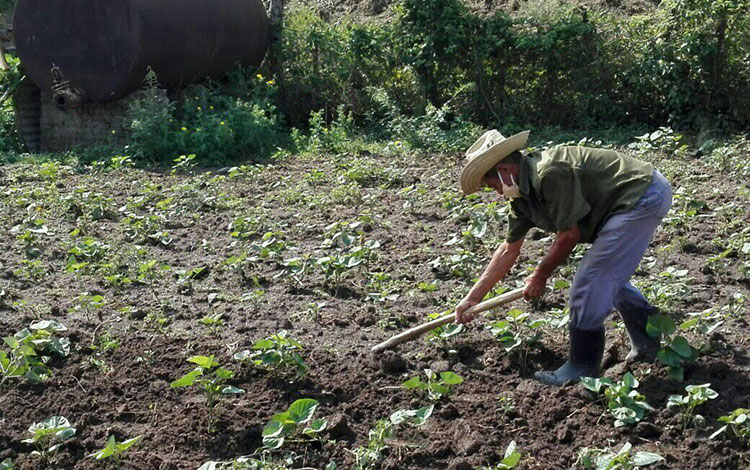 José Manuel Pérez González, campesino de Manicaragua acreedor del sello 60 Aniversario de la ANAP.