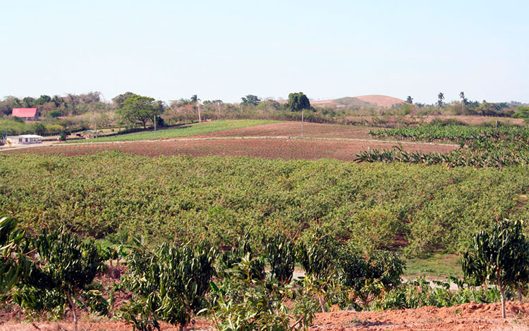Campos cultivados en Villa Clara.