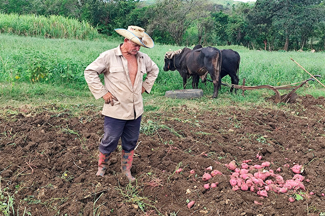 Uso de la tracción animal en un campo de boniato.