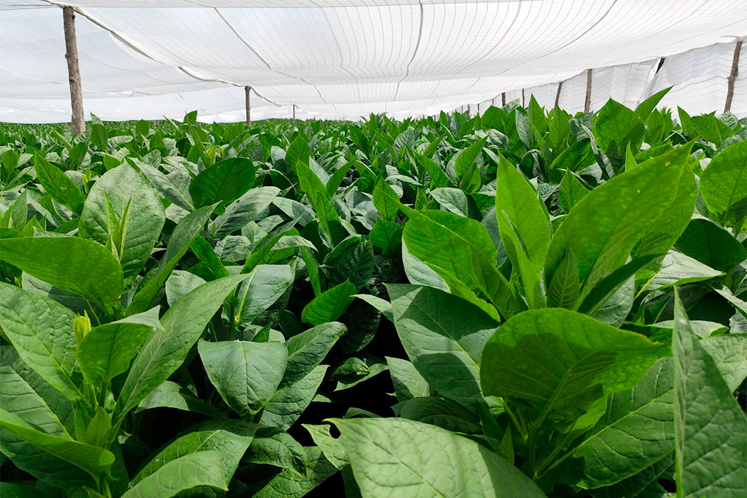 Vega de tabaco tapado.