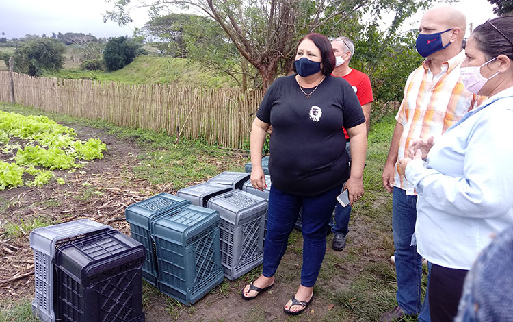 Coordinador nacional de los CDR, Gerardo Hernández Nordelo, recorre plantaciones de lechuga de la finca La Fe, en Rancho Veloz, Villa Clara.