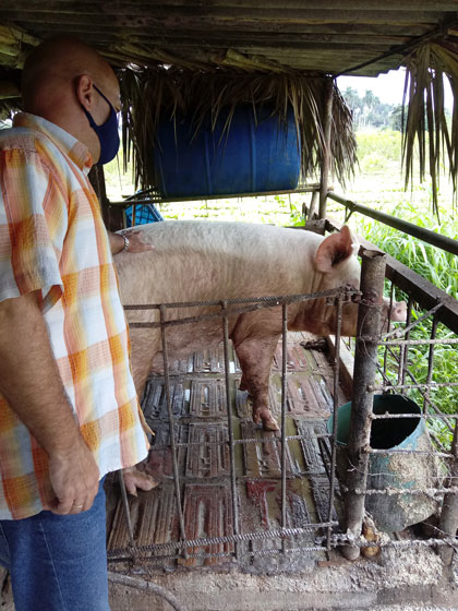 Coordinador nacional de los CDR aprecia la producción porcina en la finca La Fe, de Rancho Veloz, Villa Clara. Coordinador nacional de los CDR aprecia la producción porcina en la finca La Fe, de Rancho Veloz, Villa Clara.