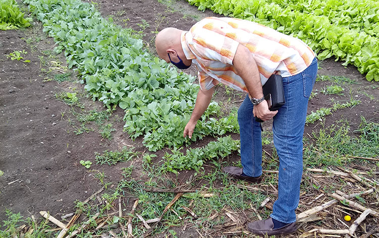 Coordinador nacional de los CDR aprecia cultivos de hortalizas en la finca La Fe, de Rancho Veloz, Villa Clara. Coordinador nacional de los CDR aprecia cultivos de hortalizas en la finca La Fe, de Rancho Veloz, Villa Clara.
