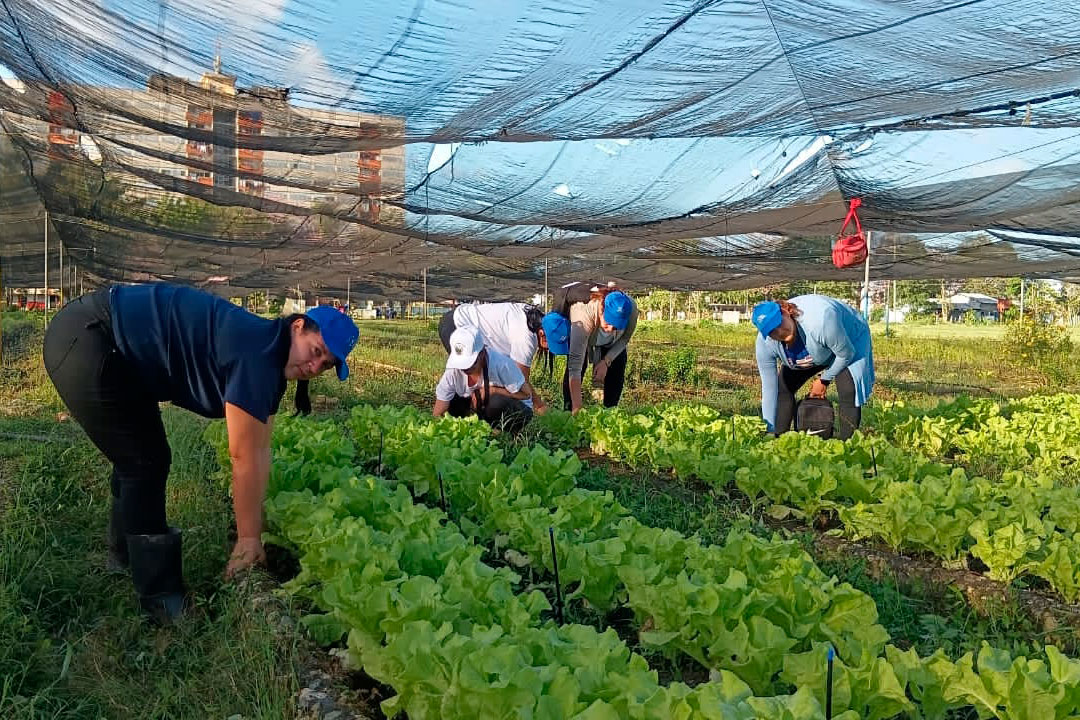 Trabajo voluntario en el organopónico La Riviera.