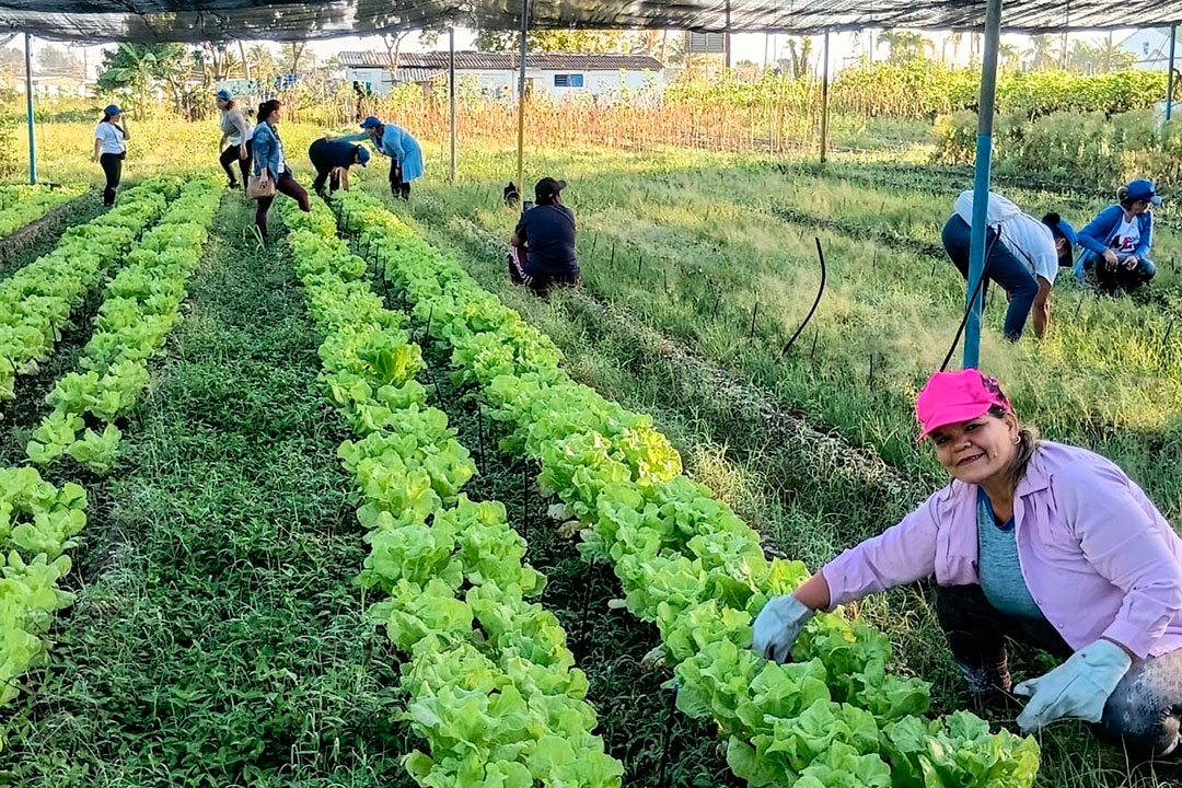 Trabajo voluntario en el organopónico La Riviera.