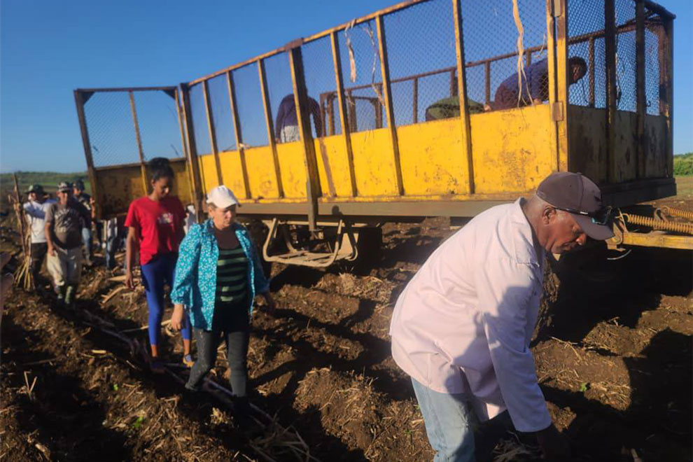 Trabajo voluntario en la siembra de caña convocado por la FMC.