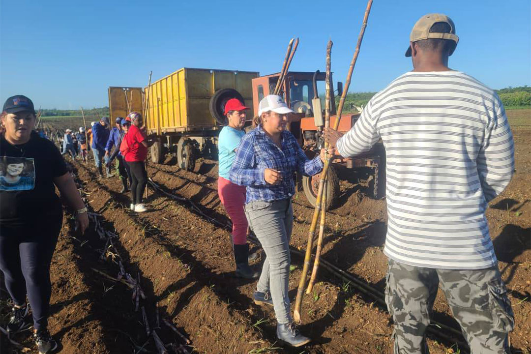 Trabajo voluntario en la siembre de caña, en Sitiecito, Sagua la Grande.
