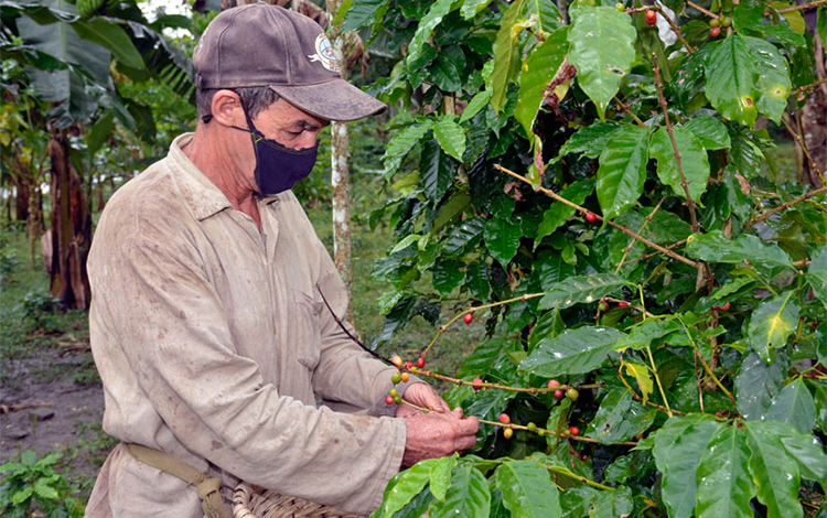 Marcial Fuentes González, cosechero de café de Manicaragua.