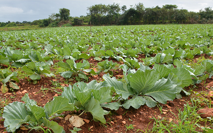 Campo de col en Sagua la Grande. Campo de col en Sagua la Grande.