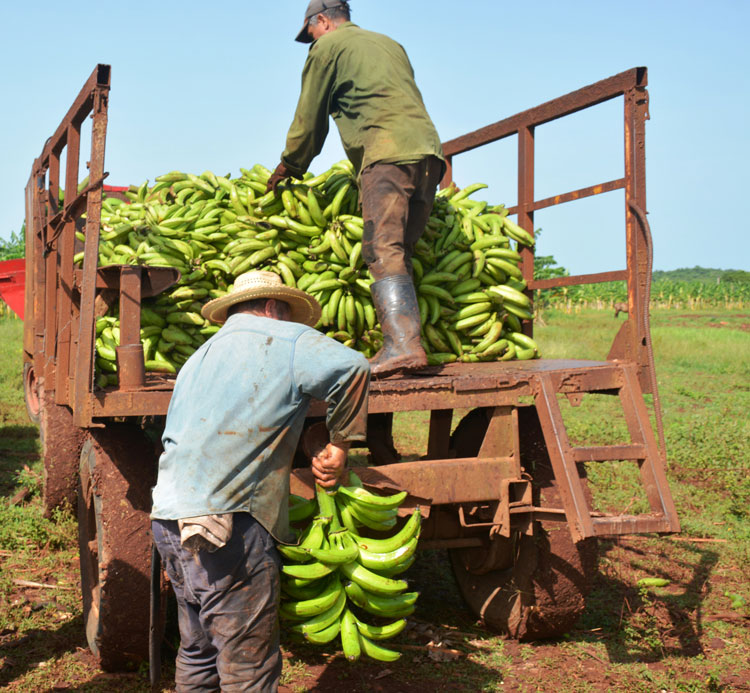 La recolección del plátano vianda, variedad enano guantanamero, forma parte del quehacer cotidiano de los trabajadores de la granja Margarita, perteneciente a la UEB Integral Quemado de Gí¼ines. La recolección del plátano vianda, variedad enano guantanamero, forma parte del quehacer cotidiano de los trabajadores de la granja Margarita, perteneciente a la UEB Integral Quemado de Gí¼ines.