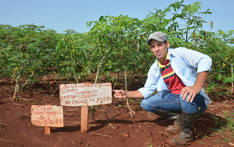 El director de la UEB Integral Agropecuaria Quemado de Gí¼ines, Yalecsi Pérez Herrera, muestra uno de los clones de yuca de la Finca de Semillas. El director de la UEB Integral Agropecuaria Quemado de Gí¼ines, Yalecsi Pérez Herrera, muestra uno de los clones de yuca de la Finca de Semillas.