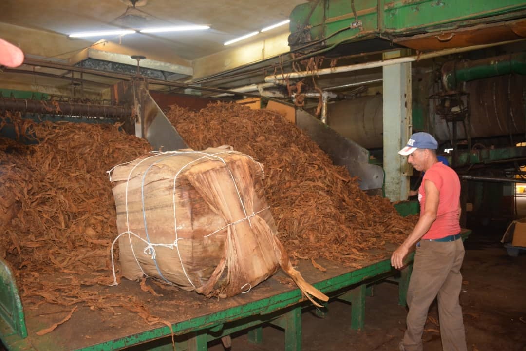 Materia prima para la producción de cigarros en la fábrica de Ranchuelo.