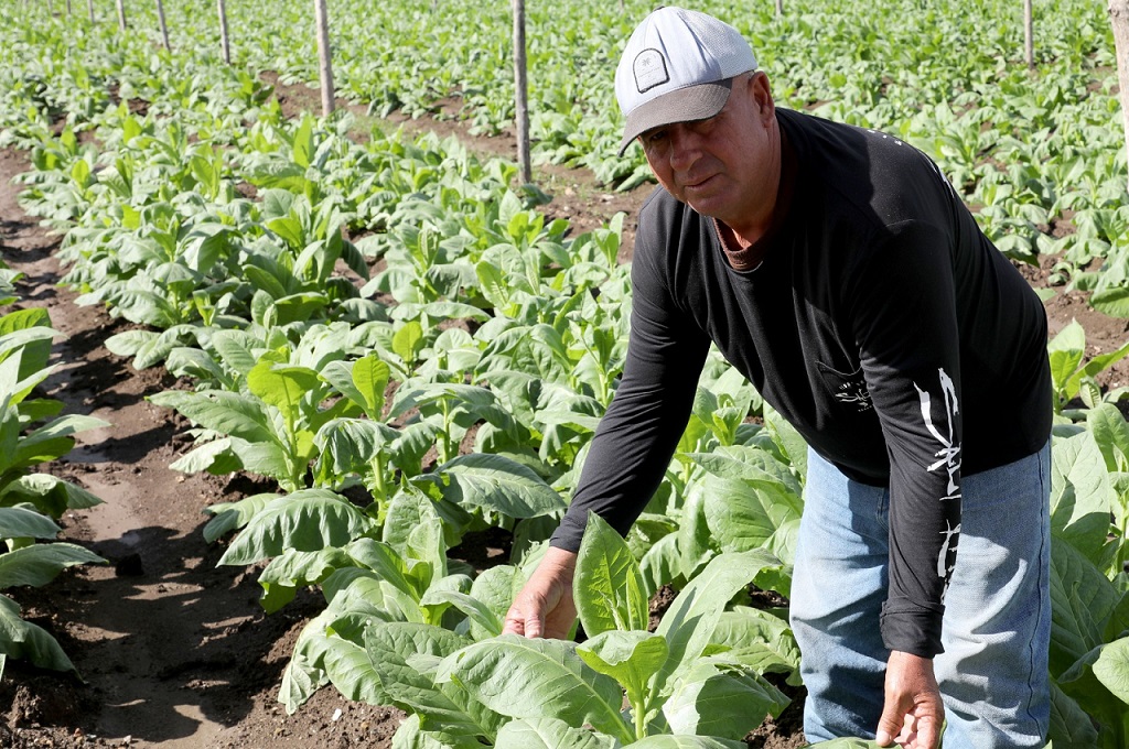 Danilo Ríos, productor de tabaco de Placetas.