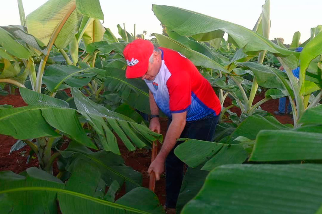 Presidente cubano, Miguel Díaz-Canel, participa en trabajo voluntario en la agricultura.