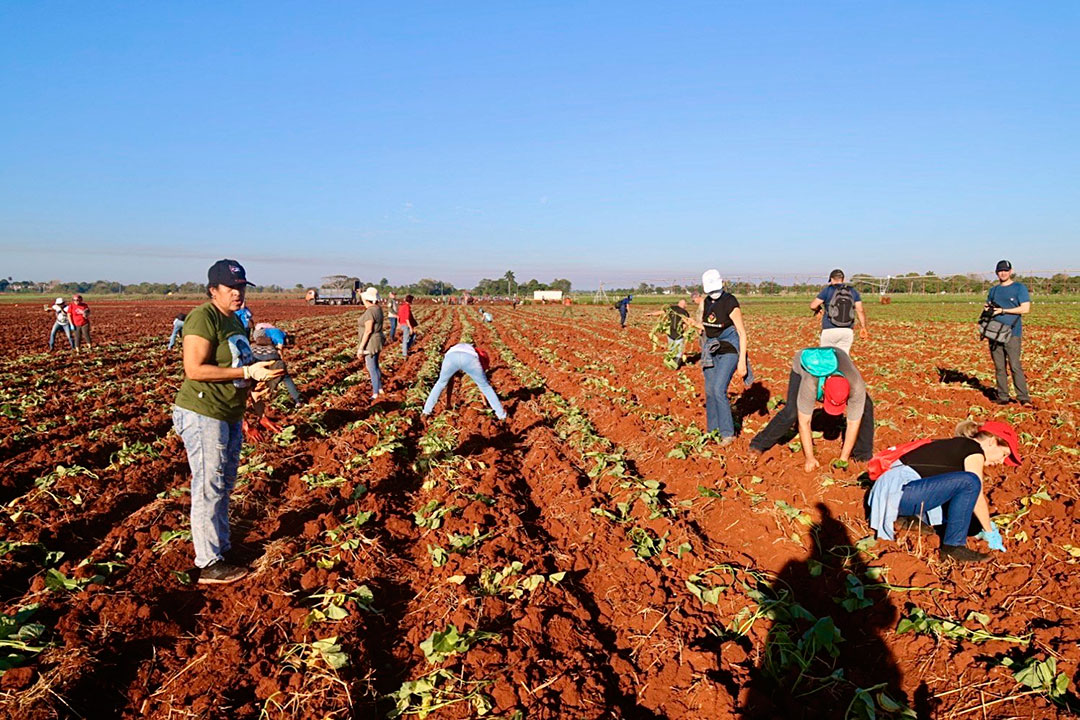 Jóvenes participan en trabajo voluntario.