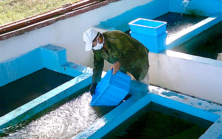 Las condiciones objetivas para aumentar la reproducción de la langosta de agua dulce están creadas en Villa Clara, afirman criadores. (Foto Luis Machado Ordetx).
