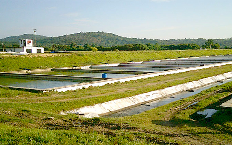 La estación de Alevicrán, en Sagua la Grande, tiene la responsabilidad de reproducir ciprínidos y cebar clarias, especies que después de adquirir talla comercial van al proceso industrial. (Foto Luis Machado Ordetx). La estación de Alevicrán, en Sagua la Grande, tiene la responsabilidad de reproducir ciprínidos y cebar clarias, especies que después de adquirir talla comercial van al proceso industrial. (Foto Luis Machado Ordetx).
