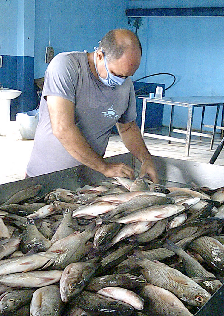 Selección y pesaje de la pesca. Selección y pesaje de la pesca.