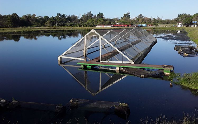 Estanque para la cría de peces en Villa Clara. Estanque para la cría de peces en Villa Clara.