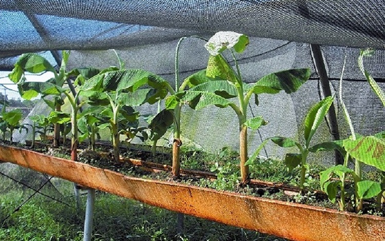 Plátano embriogénesis somática, IBP, Villa Clara