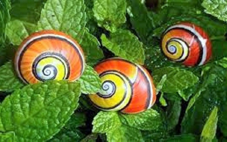 Caracol pintado cubano (Polymita picta). Caracol pintado cubano (Polymita picta).