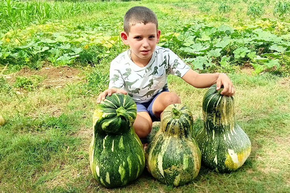 NIño muestra cosecha de calabazas.