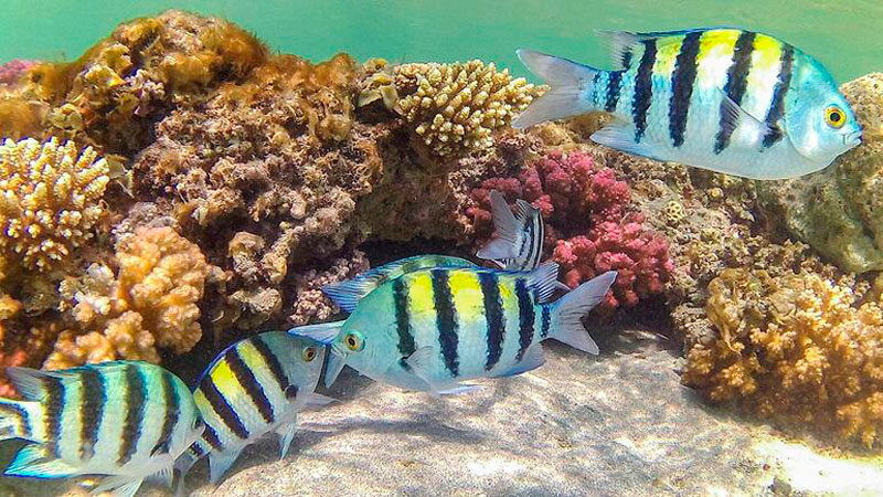 Peces en los arrecifes de coral.
