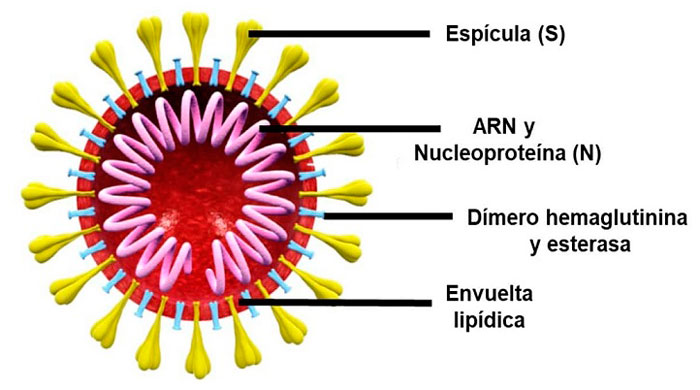 Esquema de la espícula (S) del virus SARS-CoV-2 Esquema de la espícula (S) del virus SARS-CoV-2