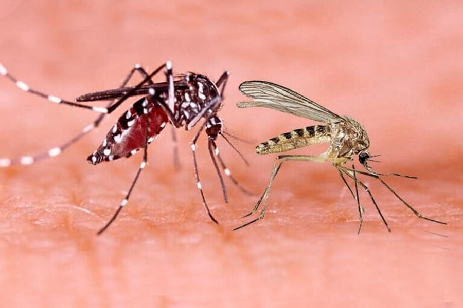 Mosquitos Aedes aegypti y Culex.